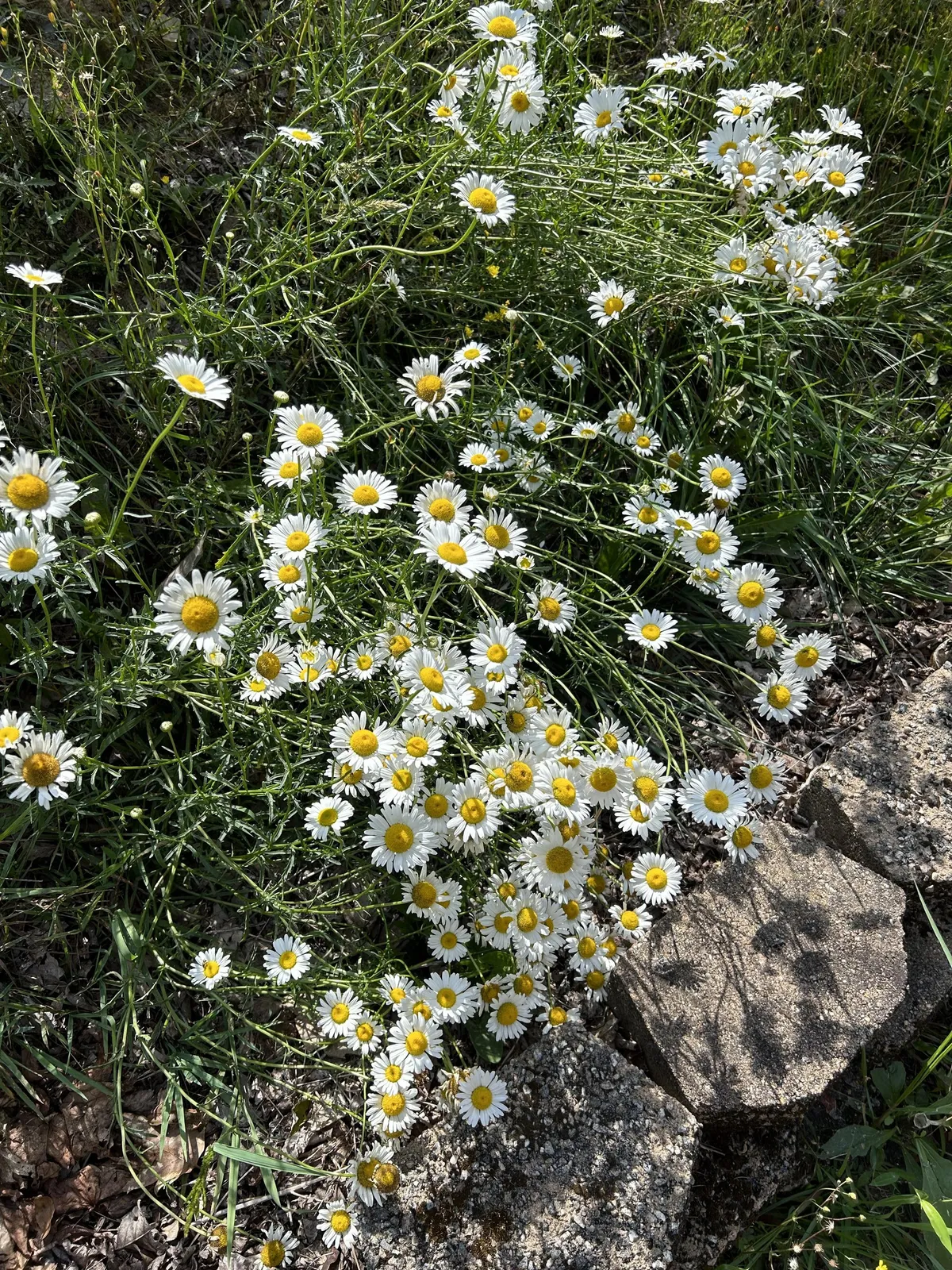 A serene exterior landscape featuring wildflowers, rocks, and green grass, ideal for reflective nature walks and photography. The gentle, natural setting creates a welcoming environment for observing wildlife or collecting flowers.