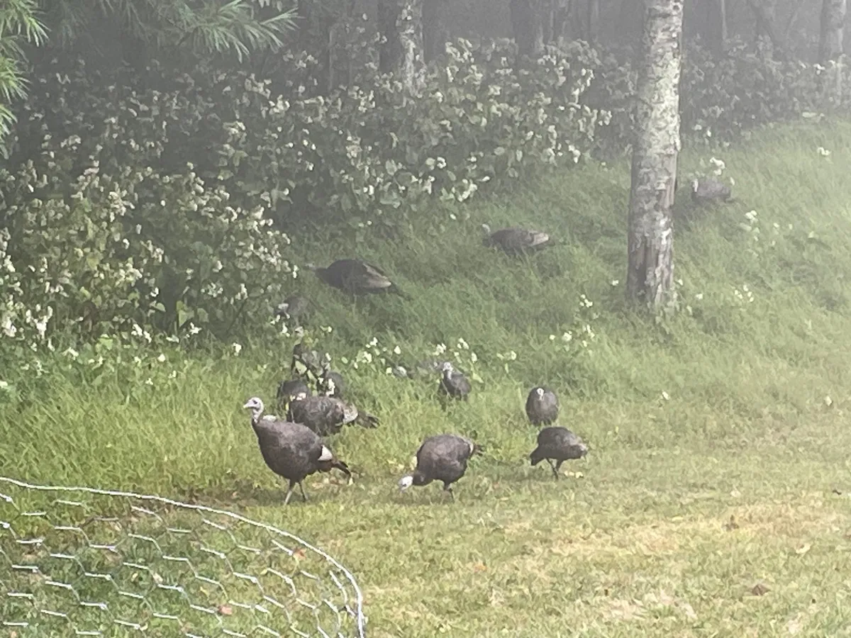 A serene exterior scene featuring wild turkeys roaming amidst lush greenery and a foggy natural backdrop. The wide, open space captures the sense of freedom and exploration, making it ideal for dog walks and wildlife observation.